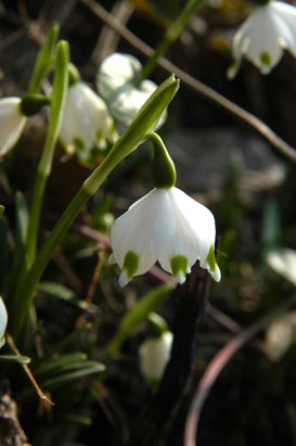 Leucojum vernum L. - Spring snowflake