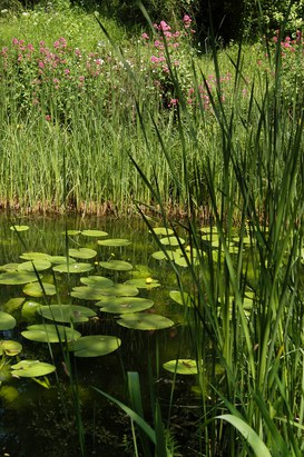 Nuphar luteum (L.) S. et S. - Yellow water-lily