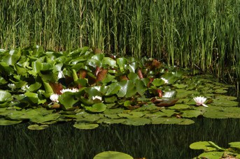Nymphaea alba L. - White water-lily