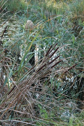 Typha latifolia L. - Bulrush