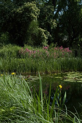 View of the Pond