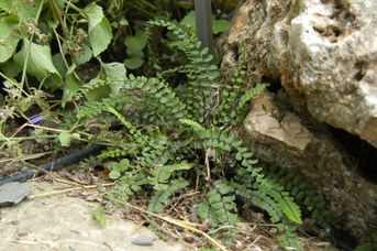 Asplenium trichomanes L. - Maidenhair spleenwort