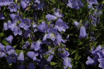 Campanula cochleariifolia Lam. - Fairies' thimble