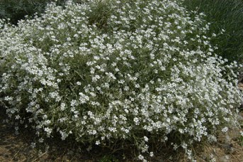 Cerastium tomentosum L. - Snow-in-summer