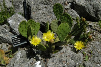 Opuntia compressa (Salisb.) Mcbride - Indian fig