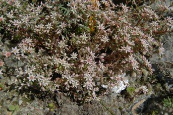 Sedum hispanicum L. - Spanish stonecrop