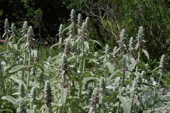 Stachys byzantina Koch - Lamb’s ear