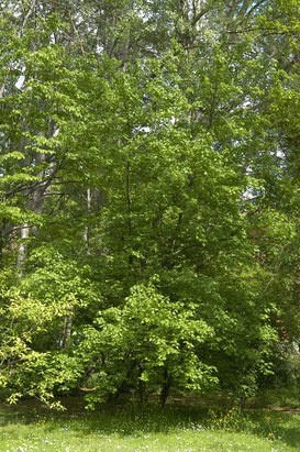 Acer campestre L. - Field maple