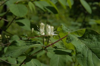 Lonicera xylosteum L. - Fly honeysuckle