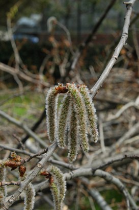 Populus alba L. - Silver poplar