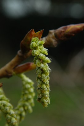 Populus nigra L. - Black poplar