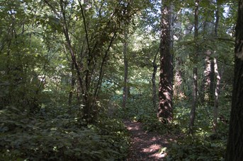 View of the floodplain forest