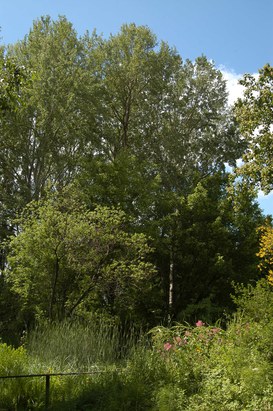 View of the floodplain forest from the pond