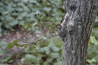 Viscum album L. - Mistletoe