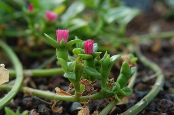 Aptenia cordifolia (L. f.) Schwantes - Heartleaf iceplant