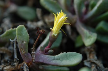 Carruanthus ringens (L.) Boom