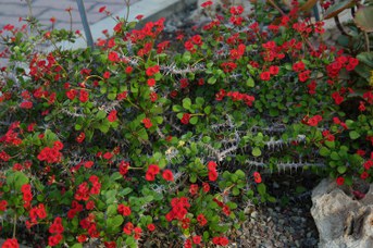 Euphorbia milii Des Moul. - Crown of thorns