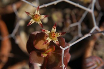 Graptopetalum pentandrum Moran