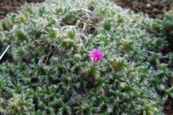 Miniature desert rose