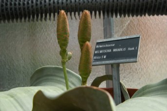Welwitschia mirabilis Hook. f. - Tree tumbo
