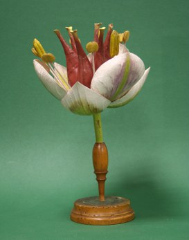 Butomus umbellatus Linn. Giunco fiorito. Alismacee. (Flowering rush)