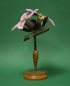 Daphne mezereum Linn. Dafnoide mezereo. Timelee. (Mezereum)