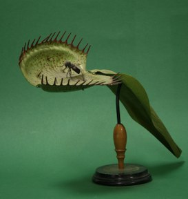 Dionaea muscipula Linn. Droseracee. (Venus Flytrap)