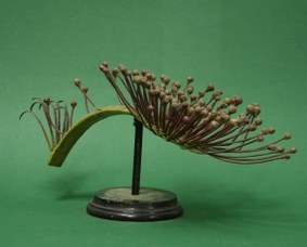 Drosera rotundifolia Linn. Rosolida. Droseracee. (Common sundew)