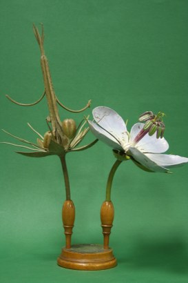 Geranium phaeum Linn. Fiore e frutto. Geraniacee. (Dusky crane’s-bill)