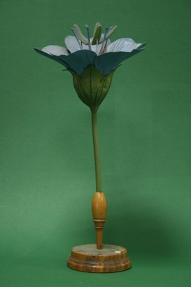 Linum usitatissimum Linn. Lino comune. Linee. (Flax)