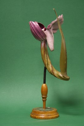 Orchis morio Linn. Gigli caprini di prato. Orchidee. (Green-winged orchid)