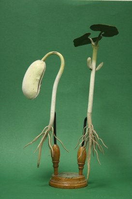 Phaesolus vulgaris Linn. Fagiuolo. Leguminose. (Bean)