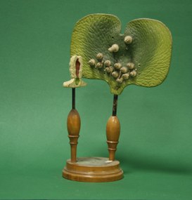 Pteris serrulata. Protallio. (Ladder Blake)