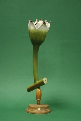 Rhamnus frangula. Glossy buckthorn.