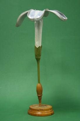 Syringa vulgaris. Common lilac.