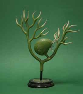 Urticularia vulgaris Linn. Erba vescica. Urticularinee. (Greater bladderwort)