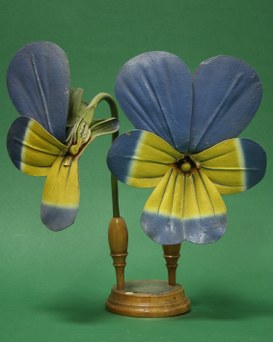 Viola tricolor Linn. Violariee. (Wild pansy)