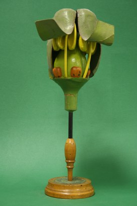 Vitis Vinifera Linn. Vite. Ampelidee. (Common grape vine)