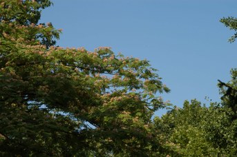 Albizia julibrissin Durazzo - Persian silk tree