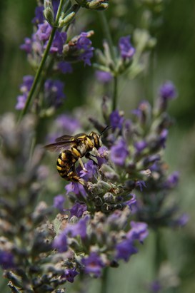 Anthidium pollinating Lavandula angustifolia Miller (true lavender)