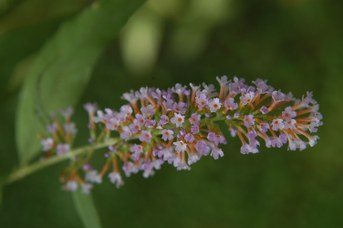 Buddleja davidii Franch. - Butterfly bush