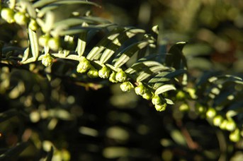 Cephalotaxus fortunei Hook. - Chinese plum yew