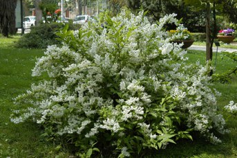 Deutzia gracilis Siebold et Zucc. - Slender deutzia