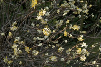 Edgeworthia tomentosa (Thunb.) - Oriental paper bush