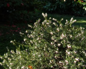 Erica x darleyensis Bean - Darley dale heath