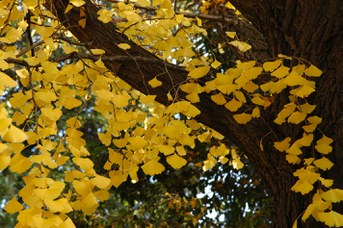 Ginkgo biloba L. - Maidenhair tree