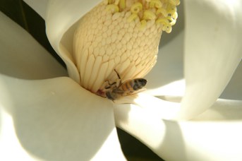 Magnolia grandiflora L. - Southern magnolia