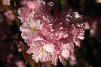 Prunus ‘Amanogawa’ -  Flowering cherry