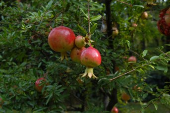 Punica granatum L. - Pomegranate