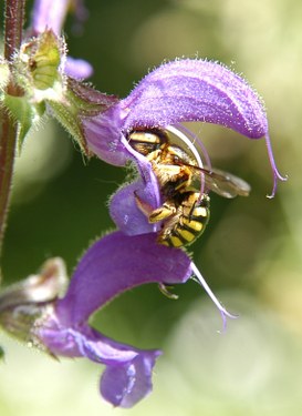 An Anthidium looking for nectar is pollinating a flower of Salvia sclarea L. (clary sage)